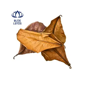 TERMINALIA CATAPPA - Used To Soak In The Aquarium Water - High Quality Products For Aquarium Fish