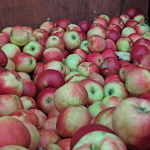 Premium Grade AA Red Delicious Apples - <b>Fresh</b> Harvest - Export Quality - Product Image 3