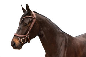 Brida deportiva de Venta caliente en cuero negro de alta calidad portátil y precio competitivo del exportador indio - Product Image 3