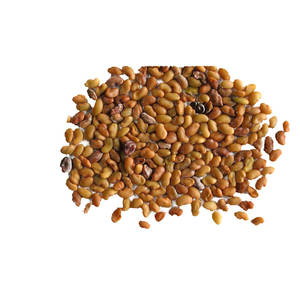 Luzerne | Herbe à haute teneur en protéines | Utilisation de la consommation animale - Product Image 5