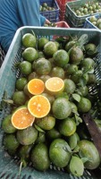 Verse groene sinaasappel uit Vietnam |   Premium citrusvruchten voor export, bulklevering - Mevr. Tarina