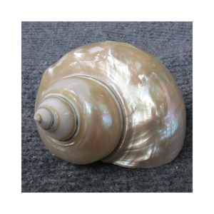 Vente en gros d'usine Coquille de conque naturelle de grande taille Corail poli Perle naturelle Étoile de mer Coquille de conque pour l'exportation du Vietnam 99G - Product Image 2