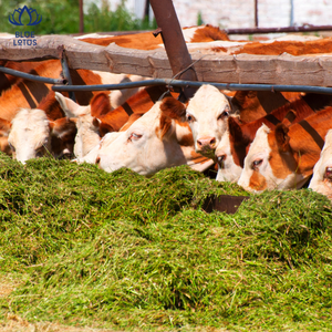 ข้าวโพดหมักข้าวโพดข้าวโพดสำหรับอาหารสัตว์จากเวียดนามราคาที่ดีที่สุด2023 - Product Image 6