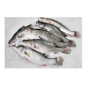 ปลาน้ำจืดคอนสำหรับร้านอาหารและตลาด - Product Image 4