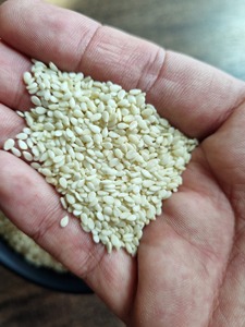 ผลิตภัณฑ์ทางการเกษตรงาขาวธรรมชาติแบบไม่มีขน - Product Image 4