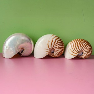 Cámara Nautilu Colección de conchas marinas grandes Conus Seashell Ocean Vortex Concha Marina gigante Concha Caracol marino - Product Image 4