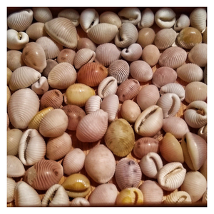 ของขวัญจากช่างฝีมือเปลือกหอยวัวเปลือกหอยธรรมชาติสำหรับตกแต่งเก๋ไก๋ชายฝั่งสินค้างานฝีมือที่ยั่งยืนสำหรับบ้านที่เป็นมิตรต่อสิ่งแวดล้อม - Product Image 2