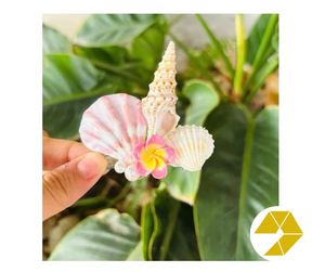 กิ๊บติดผมรูปเปลือกหอยรูปเปลือกหอยรูปหอยและดาวที่มีลักษณะสวยงามสำหรับฤดูร้อน - Product Image 1