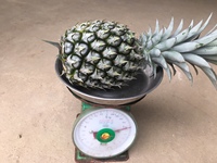 Verse Ananas van Hoge Kwaliteit, Merk uit Vietnam