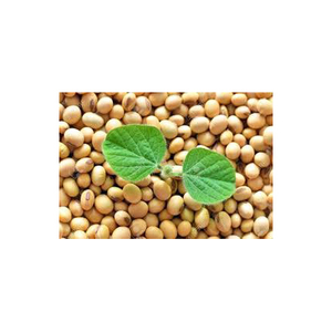 Frijoles de soja Venta al por mayor Verde congelado Estilo dulce Marcas Color soja no GMO amarillo soja semilla de soja - Product Image 3