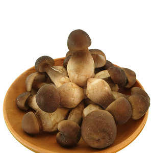 100% Organic Dried Whole Shank Mushroom Extract Powder Competitive Price Fast Delivery From Vietnam - Product Image 1