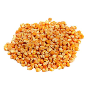 Maïs jaune sucré séché, maïs jaune - Product Image 5