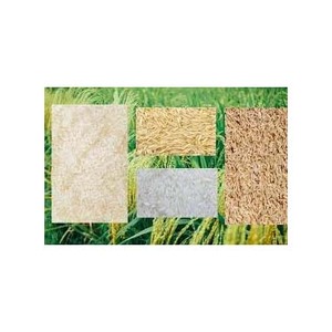 Alta calidad Pusa Basmati Golden Sella Arroz Grano largo Textura dura Estilo seco Excelentes resultados de cocina - Product Image 5