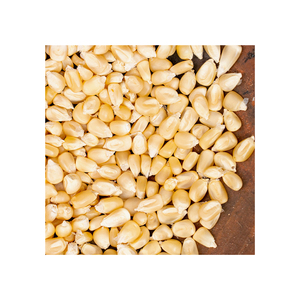 Maïs OGM jaune-blanc pour l'alimentation animale Fournisseurs de maïs blanc jaune en vrac séché - Product Image 5