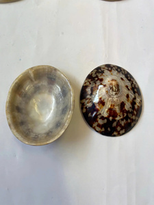 Coquillage à pampilles séchées prêt à expédier Coquillage océanique pour les projets d'art décoratif à l'exportation mondiale - Product Image 2