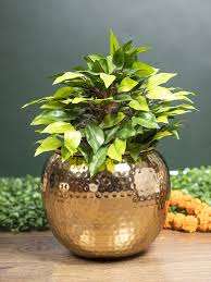 Cane Fusion Artisan Florero de mesa de metal negro mate Tejido a mano Detalles de caña para florero de estilo interior moderno natural - Product Image 3