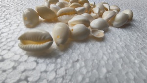 Conchas de Dentalium Rojas Naturales Lisas, Ecológicas, Hechas a Mano, Tamaño 1.5-2 Pulgadas, para Hacer Collares, Joyería Nativa, Artesanía Aborígene - Product Image 5