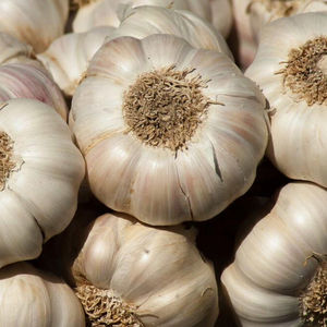 Ajo Blanco Orgánico de Alta Calidad, Grado Superior, Cosecha 2024, Disponible en Venta Directa, Fresco, a Granel - Product Image 5