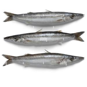 Acheter du poisson barracuda en gros - Product Image 1
