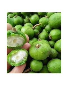 EXTRAIT EXCEPTIONNEL DE FEUILLE DE DRACONTOMELON ET DE TERMINALIA CATAPPA POUR L'AMÉLIORATION DE L'IMMUNITÉ NATURELLE ET LE BIEN-ÊTRE DU CORPS - Product Image 1