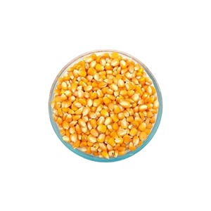 Maïs jaune sans OGM de qualité supérieure en vrac Vente en gros Maïs en grains séché biologique Maïs en grains Alimentation animale Maïs Exportation Fourniture de qualité - Product Image 4