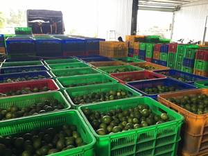 มะนาวเปอร์เซียสดพรีเมียม - คุณภาพเยี่ยม ราคาดีที่สุด ส่งตรงจากผู้ผลิตในเวียดนาม - Product Image 5