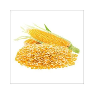 Maíz amarillo listo para exportación, apto para uso industrial y nutricional - Product Image 6