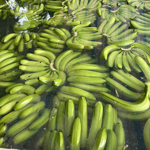 Fruits tropicaux frais de qualité supérieure à la banane Cavendish pour l'exportation goût sucré arôme naturel des fermes du Vietnam - Product Image 1