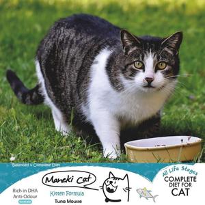 Proveedor de origen tailandés que vende alimentos de alta calidad para mascotas, pollo y calabaza con sabor a gelatina, comida para gatos y gatitos a granel - Product Image 6