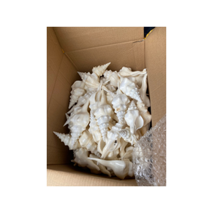 เปลือกหอยสังข์ธรรมชาติขนาดใหญ่99GD ขัดเงาสไตล์สัตว์การตกแต่งที่ยอดเยี่ยมในราคาสุดคุ้ม - Product Image 1