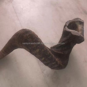 Shofar de Cuerno de Carnero Natural Tallado y Pulido para Tocar, Uso Religioso y Coleccionable, Kosher - Product Image 6