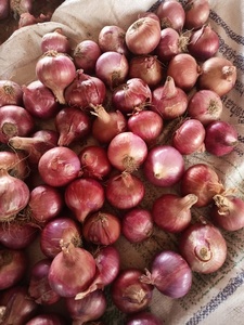 Semillas Híbridas de Cebolla GAD F1 - Product Image 5