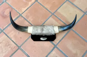 Hermoso cuerno de toro de búfalo tallado a mano colgante o de pie para decoración de pared, todo cráneo de búfalo natural con cuerno, Base de madera de ágata - Product Image 5