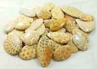 Cabochon de corail fossile naturel, pierre semi-précieuse en vrac pour la fabrication de bijoux