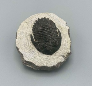Trilobites Fósiles Naturales Hollardops de Marruecos, Fósiles 100% Naturales y Reales para Coleccionistas, Tiendas de Paleontología - Product Image 1