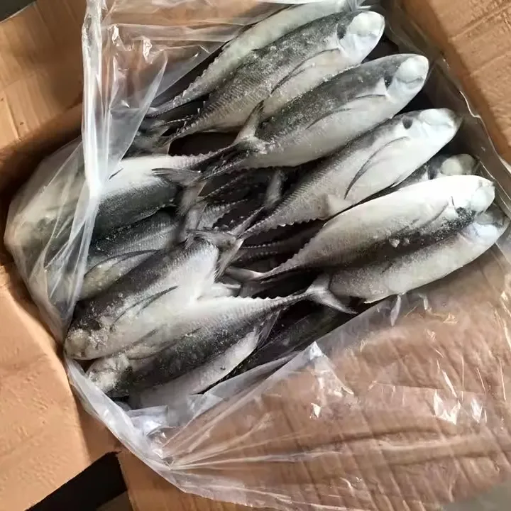 Ikan makarel/kuda makarel, jual untuk umpan ekor keras scad ikan makanan Laut Cina