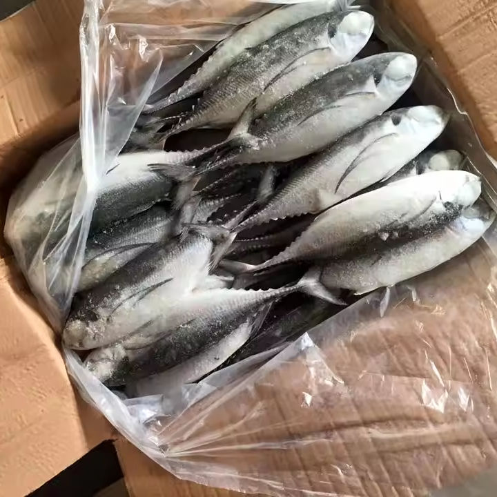 Frozen Round Scad Fish Tuna Bait High Quality Price