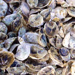 Concha de capiz sin pulir o pulida, concha de mar seca natural al por mayor, sin necesidad de limpiar - Product Image 2