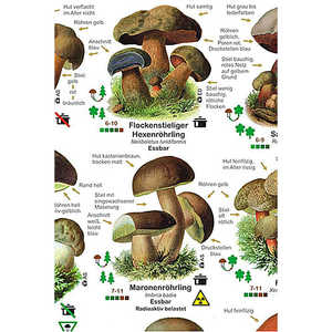 Póster de Hongos DIN A1 Alemán para Decoración de Pared - Product Image 2