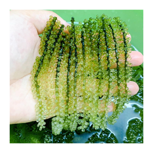 Vietnam Premium Sea Grape-Raisin de mer frais et déshydraté Exportateur en vrac Prêt à expédier rapidement dans le monde entier - Product Image 5