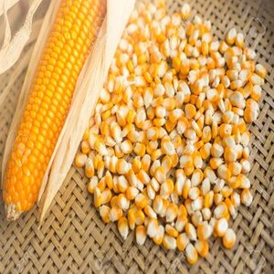 Granos de Maíz Amarillo Orgánico de Alta Calidad |   Alimentos No Transgénicos de Grado Alimenticio |   Venta al por Mayor de Sémola de Maíz a Granel para la Industria Alimentaria y Alimentación Animal - Product Image 6
