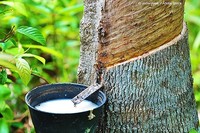 CAOUTCHOUC LATEX TOUT NATUREL POUR DES PRODUITS PREMIUM/EXCELLENT ÉTIRAGE ET ROBUSSITÉ/TESTÉ ET CERTIFIÉ/FABRIQUÉ AU VIETNAM