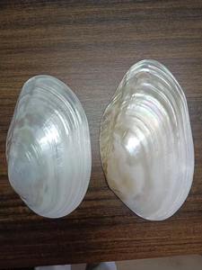 Bol décoratif en coquille de résine fabriqué à la main inspiré de l'océan plateau de pièce maîtresse accent de Table côtière pour la maison salon salle de bain décor - Product Image 4