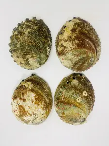 Bholi Sage Plus Premium Quality Top Grade Hot Selling Large Abalone Shell High Demanded Product Made In USA