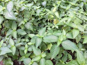 Purple Leaf <b>Powder</b> Natural <b>Food</b> <b>Colorant</b> Made from Magenta Plant for Traditional <b>Foods</b> and Beverage Processing - Product Image 4