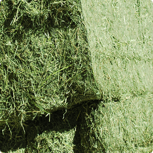 หญ้าชนิตอัดสองชั้นแบบพรีเมี่ยมคุณภาพดีที่สุดสำหรับการให้อาหารม้าและปศุสัตว์ - Product Image 1