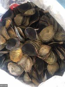 Paquet de coquillages secs, 100 pièces, pour la fabrication de parfum de applique murale, art du Vietnam - Product Image 6