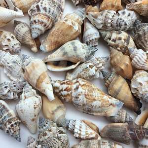 Batillaria zonalis เปลือกหอย/มหาสมุทรเก็บเกี่ยว/สำหรับงานฝีมือตกแต่งหรือเครื่องประดับ - Product Image 6