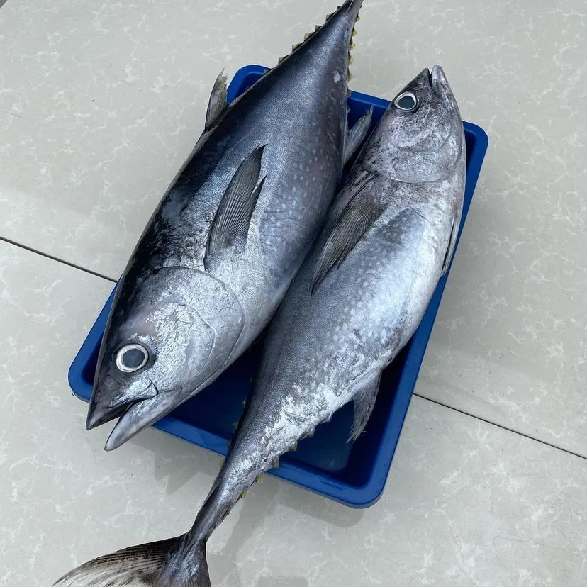 Pesce di tonno rosso fresco dal sapore ricco e caratteristico giapponese