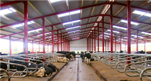 Structure de portique à grande portée en acier pour étable à bétail moderne avec ventilateurs/rideaux - Product Image 6